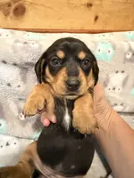 Girl 2 Orange Collar, a female Miniature Dachshund for sale in Grand Valley, PA – 3 of 7