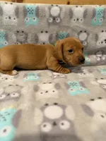 Boy 2 Green collar , a male Miniature Dachshund for sale in Grand Valley, PA – 6 of 7