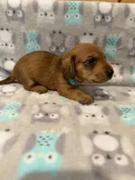 Boy 1 Blue collar, a male Miniature Dachshund for sale in Grand Valley, PA – 5 of 10