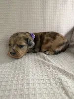 Girl 2 Purple collared puppy , a female Dachshund for sale in Grand Valley, PA – 7 of 9