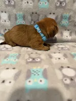Boy 1 Blue collar, a male Miniature Dachshund for sale in Grand Valley, PA – 10 of 10