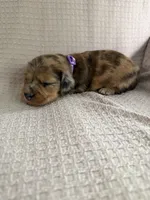 Girl 2 Purple collared puppy , a female Dachshund for sale in Grand Valley, PA – 3 of 9