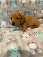Boy 2 Green collar , a male Miniature Dachshund for sale in Grand Valley, PA – 3 of 7