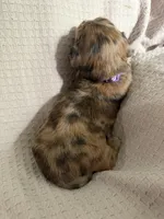 Girl 2 Purple collared puppy , a female Dachshund for sale in Grand Valley, PA – 4 of 9