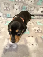 Girl 2 Orange Collar, a female Miniature Dachshund for sale in Grand Valley, PA – 5 of 7