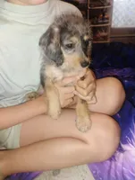 Scamp, a male Poodle - Toy  and Chipoo for sale in Richmond, IN – 8 of 10