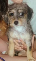 Scamp, a male Poodle - Toy  and Chipoo for sale in Richmond, IN – 6 of 10