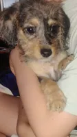 Scamp, a male Poodle - Toy  and Chipoo for sale in Richmond, IN – 7 of 10