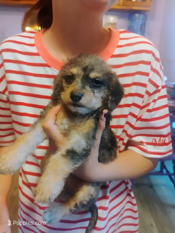 Scamp – Chihuahua, Chipoo puppy for sale in Richmond, IN
