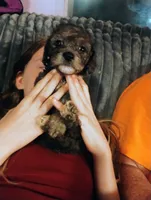 Teddy, a male Chihuahua and Poodle - Toy  for sale in Richmond, IN – 9 of 9