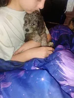 Teddy, a male Chihuahua and Poodle - Toy  for sale in Richmond, IN – 5 of 9