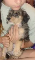 Scamp, a male Poodle - Toy  and Chipoo for sale in Richmond, IN – 5 of 10