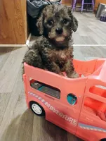 Teddy, a male Chihuahua and Poodle - Toy  for sale in Richmond, IN – 3 of 9