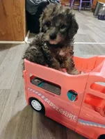 Teddy, a male Chihuahua and Poodle - Toy  for sale in Richmond, IN – 7 of 9