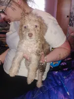 Cookie , a male Chipoo for sale in Richmond, IN – 1 of 4