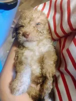 Cookie , a male Chipoo for sale in Richmond, IN – 4 of 4