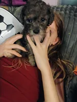 Teddy, a male Chihuahua and Poodle - Toy  for sale in Richmond, IN – 8 of 9