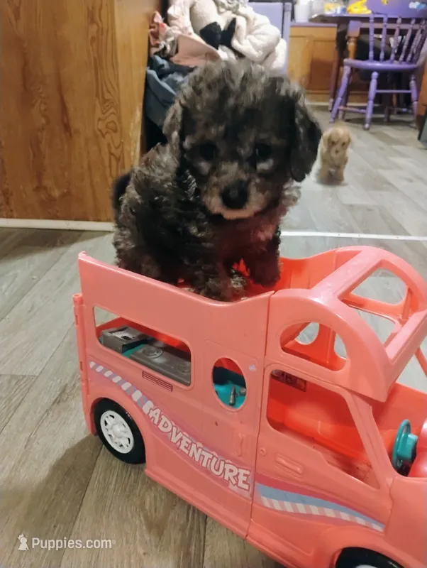Teddy – Chihuahua, Poodle - Toy  puppy for sale in Richmond, IN