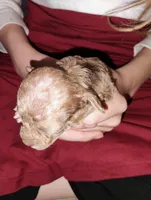 Teddy, a male Poodle - Toy  for sale in Richmond, IN – Photo 6 of 6