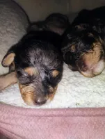 Teddy, a male Poodle - Toy  for sale in Richmond, IN – Photo 4 of 6