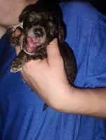 Teddy, a male Poodle - Toy  for sale in Richmond, IN – Photo 2 of 6