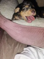 Teddy, a male Poodle - Toy  for sale in Richmond, IN – Photo 5 of 6