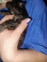 Teddy, a male Poodle - Toy  for sale in Richmond, IN – Photo 3 of 6