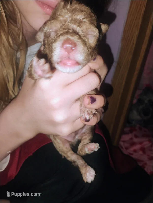 Teddy – Poodle - Toy  puppy for sale in Richmond, IN