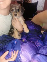 Scamp, a male Poodle - Toy  and Chipoo for sale in Richmond, IN – 9 of 10