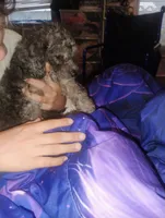 Teddy, a male Chihuahua and Poodle - Toy  for sale in Richmond, IN – 4 of 9