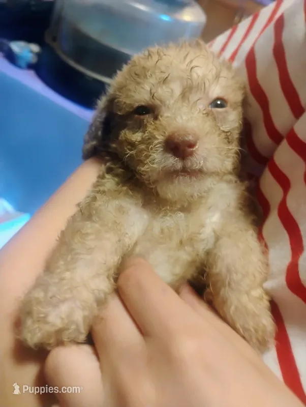Cookie – Chipoo puppy for sale in Richmond, IN