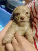Cookie , a male Chipoo for sale in Richmond, IN – 3 of 4