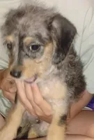Scamp, a male Poodle - Toy  and Chipoo for sale in Richmond, IN – 4 of 10