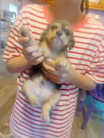 Scamp, a male Chihuahua and Chipoo for sale in Richmond, IN – 2 of 3
