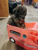 Teddy, a male Chihuahua and Poodle - Toy  for sale in Richmond, IN – 2 of 9