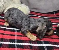 diamond, a female Dachshund for sale in Donnellson, IA – 5 of 6