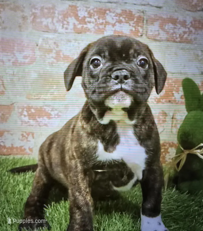 brenda – French Bulldog, Bullmastiff puppy for sale in Donnellson, IA
