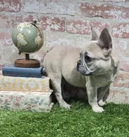 ivy, a female French Bulldog for sale in Donnellson, IA – 6 of 6