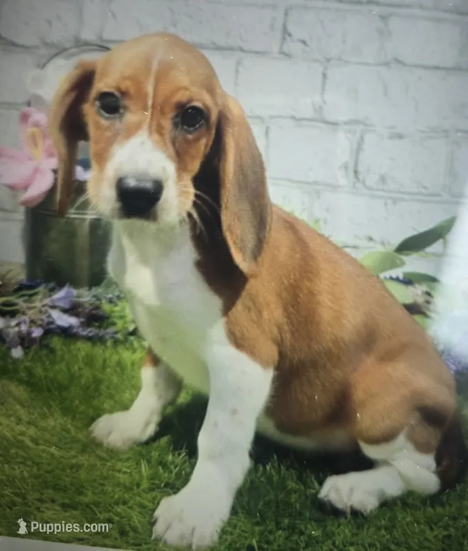 betty – Beagle puppy for sale in Donnellson, IA