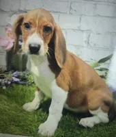 betty, a female Beagle for sale in Donnellson, IA – 1 of 1