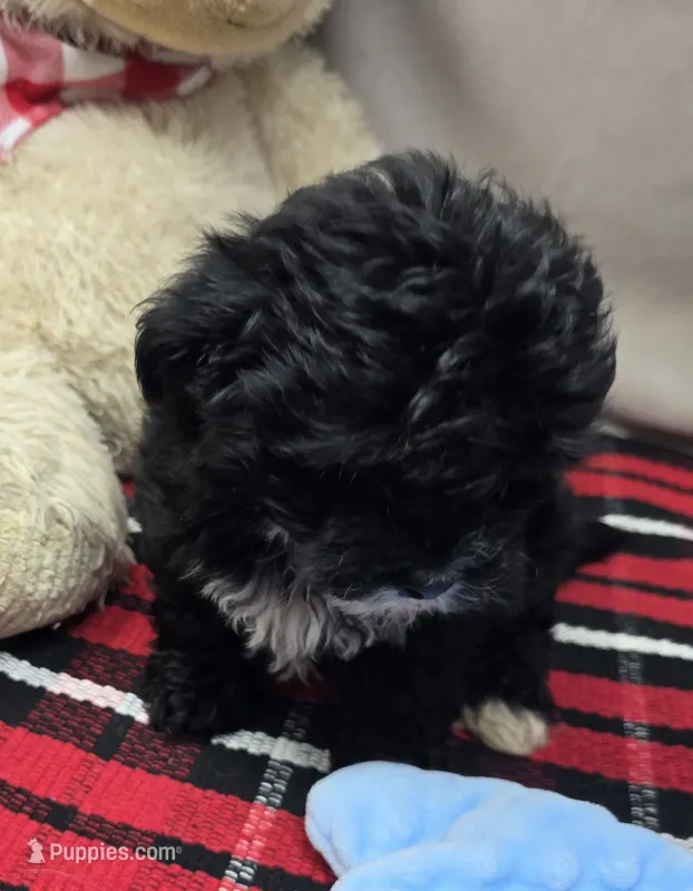 bitsy – Miniature Bernedoodle puppy for sale in Donnellson, IA
