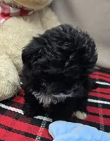 bitsy, a female Miniature Bernedoodle for sale in Donnellson, IA – 1 of 4