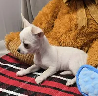 pinto, a male Chihuahua for sale in Donnellson, IA – 3 of 4