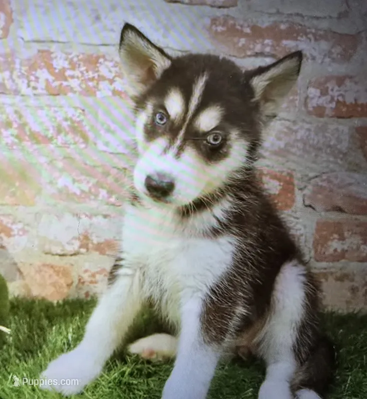 lizzie – Siberian Husky puppy for sale in Donnellson, IA