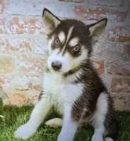 lizzie, a female Siberian Husky for sale in Donnellson, IA – 1 of 1