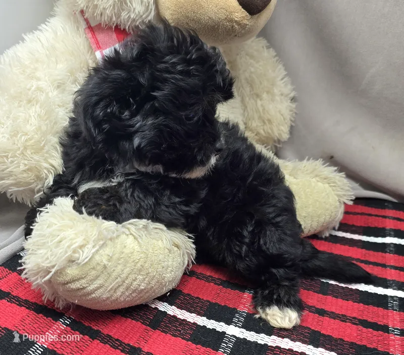 gabby – Miniature Bernedoodle puppy for sale in Donnellson, IA