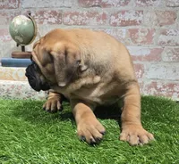 zeus, a male Bullmastiff for sale in Donnellson, IA – 6 of 6