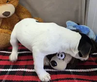 betsee, a female Jack Russell Terrier and Rat Terrier for sale in Donnellson, IA – 3 of 6