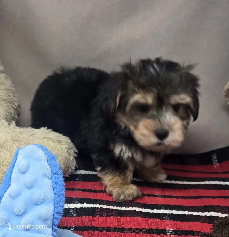 ben – Morkie puppy for sale in Donnellson, IA
