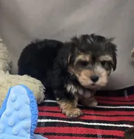 ben, a male Morkie for sale in Donnellson, IA – 3 of 6